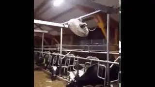 Приточная вытяжная вентиляция в коровнике, ЗАО "Железнодорожник"