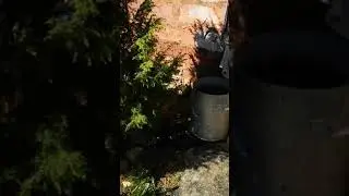 Еда по команде. Боксер, Кане Корсо.