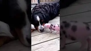 So cute #cuteanimals #fyp #babypig