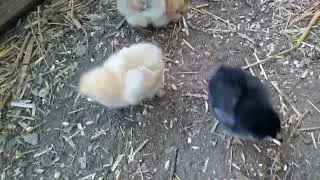 Курица вывела цыплят, а через неделю села на другие яйца