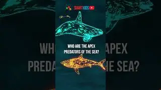 🐬🦈 Who are the apex predators of the sea?