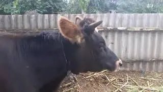 Я комусь заважаю бізнесу на джерсі?