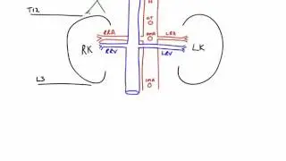 Anatomy of Kidneys and Suprarenal Glands