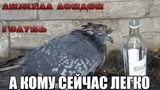 Свадебные голуби | Анжела Лондон - Голубь