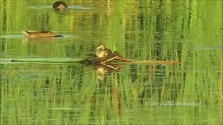 Pied-billed Grebes Raising Young - Finally Got to See Grebe Piggybacking Its Babies. So Cute!