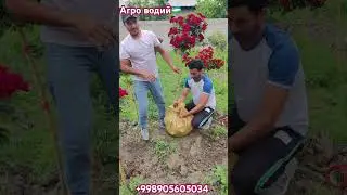 Штампвий атир гул #uzbekistan #tashkentuzbekistan #farming