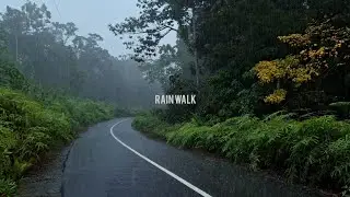 Rain Walk - Peaceful Forest Road | Heavy Rain Sounds for Sleep