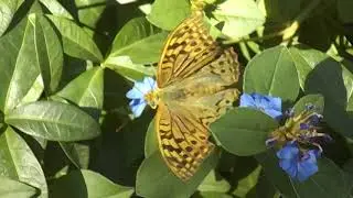 Бабочки завтракают