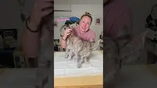 Meet Venti, the mama cat who was dumped and living in a vet at a local business
