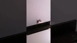 Оставила шкаф открытым, и вышла на пару минут. #котовасенька #самаялюбимаякошка