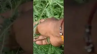 చూడబోతే పొట్టి...కానీ మహా గట్టి☝️