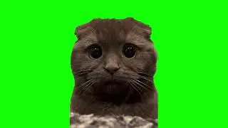 Cute Cat Looking Memes | Green Screen HD