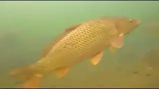 Подводные съёмки. Судак, карп, окунь, сом. Цимлянское водохранилище.