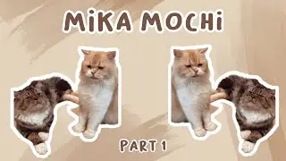 Kumpulan Kucing Lucu Mika dan Mochi , Gemesin , Gemoy || #catlovers #kucingindonesia #cat #funnycat