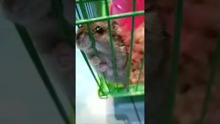 Вот это пуки-каки...