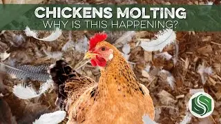 Molting Chickens: How Molting Benefits Your Flock