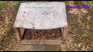 1/3 Комсомольского парка в Керчи занята аттракционами, а 2/3 тихими дорожками под деревьями