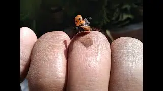 That what is lost ain't gone......🐞