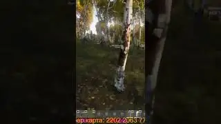 Dayz сервер Сатана, один патрон в кавари и я это сделала 😊😊😊 #девушкастримит #dayz #игры
