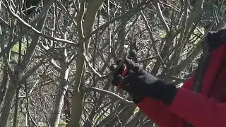 Fig Tree Pruning with OSU Master Gardeners