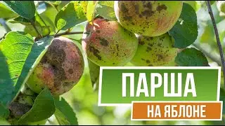 Осторожно! Парша на Яблоне 🍏 Как Лечить Болезни Яблонь ✔️ сад