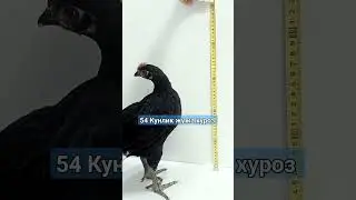 КОРА ШАХЗОДА ГИГАНТ ЖУЖА ХУРОЗ 🔥🔥🔥