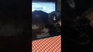 Оккупировал мой ноут 👨‍💻😂/)