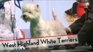 West Highland White Terrier - Best of Breed