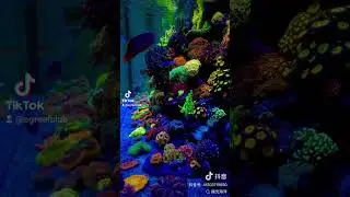 side view #aquarium #reefaquarium #sgreefers #sgreefclub #saltwatertank #saltwateraquarium