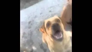 Лабродор часть 2
