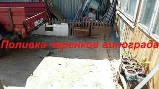 Поливка черенков винограда