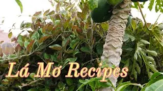Lá Mơ Công Thức- Skunk Vine Recipes