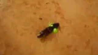 This Beetle Makes A Clicking Noise When It Jumps