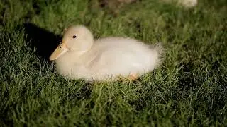 Ducks | Free 4K Stock Video