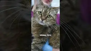 Больше о ГКМП кошек 