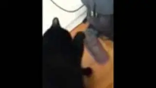 cat can't take no for an answer! she wants water.