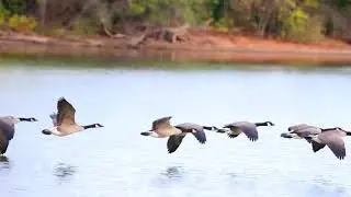гуси плавоют во воде и срут