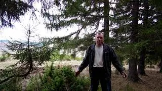 Ногозахват для медведя