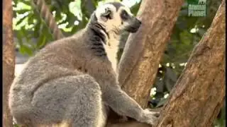 Crocodile Hunter für Kids « Affenzirkus » | Folge 4 | [1/2] |