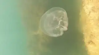Подводный мир Орджоникидзе