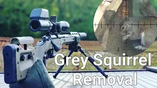 Feeder Frenzy... Grey Squirrel pest control.