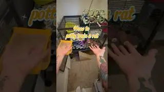 How to potty train your rat no. 2