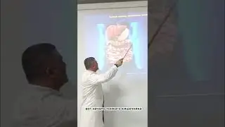 Строение тонкой кишки. Анатомия / Эдгар Кафаров