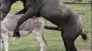 The donkey has to have a meeting with the horse#shortvideo ##anime #donkey #house #hindi