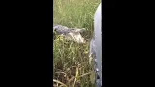 Аллигатор против Внедорожника...Кто кого...?!