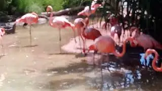at the zoo flamingos 🦩🦩🦩🦩 subscribe