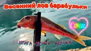Red mullet in Sochi, spring fishing! 