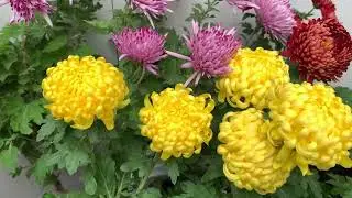Potted Chrysanthemum: Growing Conditions and Care