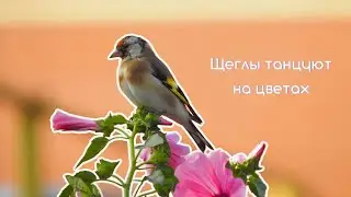 Щеглы танцуют на цветах