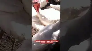 ОПЫТ ВЫРАЩИВАНИЯ БРОЙЛЕРНЫХ ИНДЮКОВ/БРОЙЛЕРНЫЕ ИНДЮШАТА/РАЦИОН КОРМЛЕНИЯ ИНДЮШАТ/ЧАСТЬ 4
